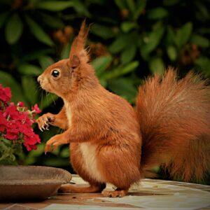 CUADRO ARDILLA TS