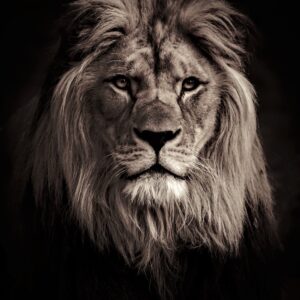CUADRO LEON TM