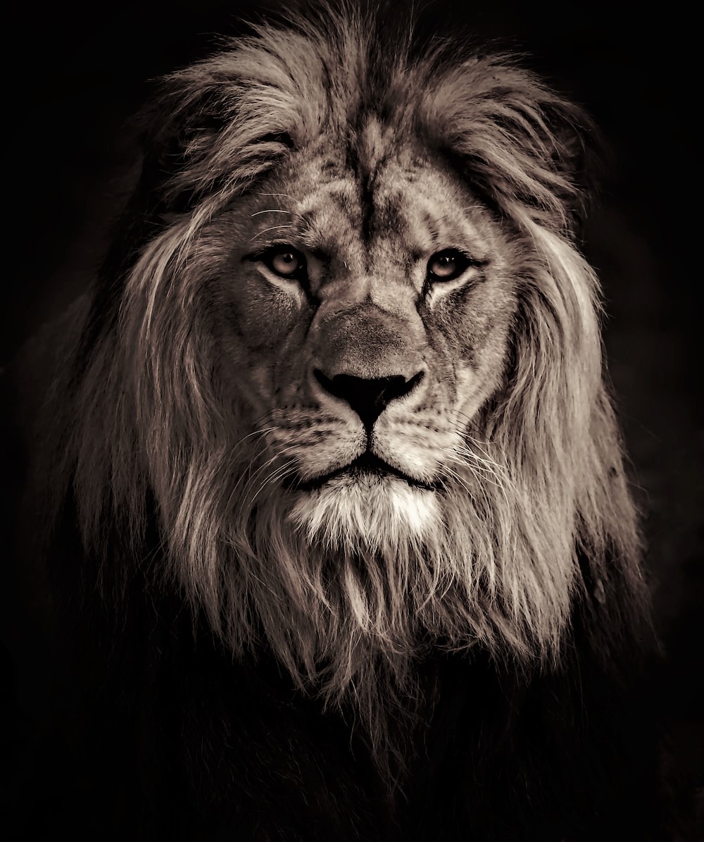 CUADRO LEON TM