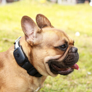 Gps para Mascotas (Perros y Gatos)