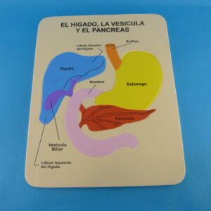 Rompecabezas de hígado en foami