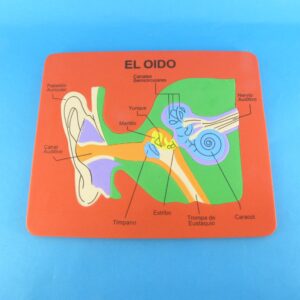 Rompecabezas en foami del oído