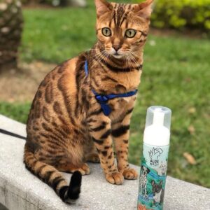 Shampoo en seco de aloe perros y gatos